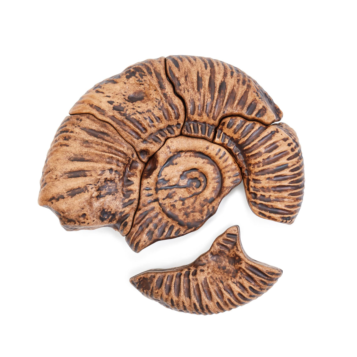 300798 Magnetic Fossil 3D Puzzle Ammonite Silo 3 | Ammonite