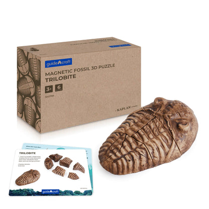 300799 Magnetic Fossil 3D Puzzle Trilobite Main Image | Trilobite